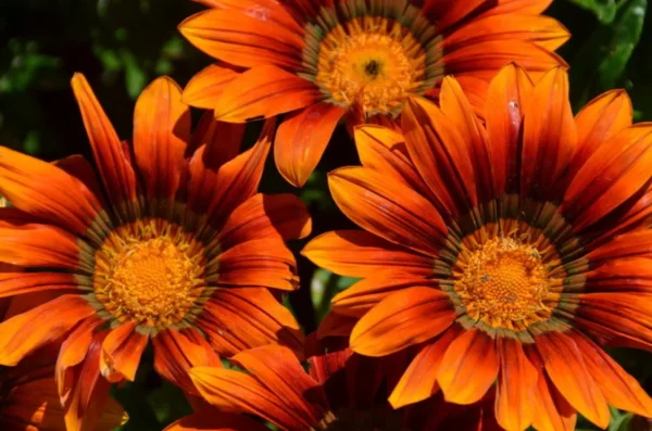 Blooming Orange Flowers