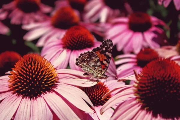 Daisy Butterfly