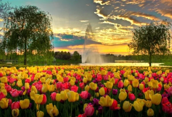 Field of Tulips (02)