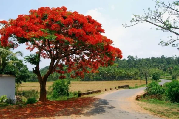 Gulmohar tree