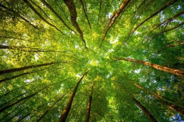 Looking at the top of trees