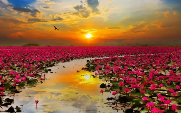 Lotus Flowers and Sunset