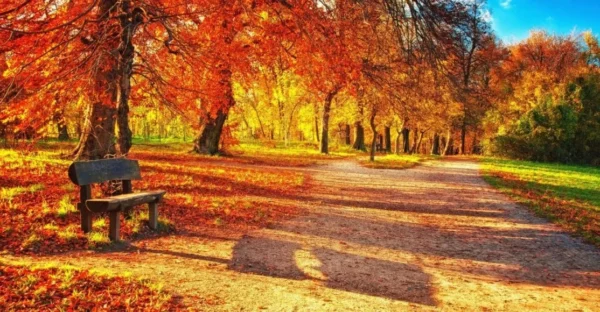 Lovely Autumn Park