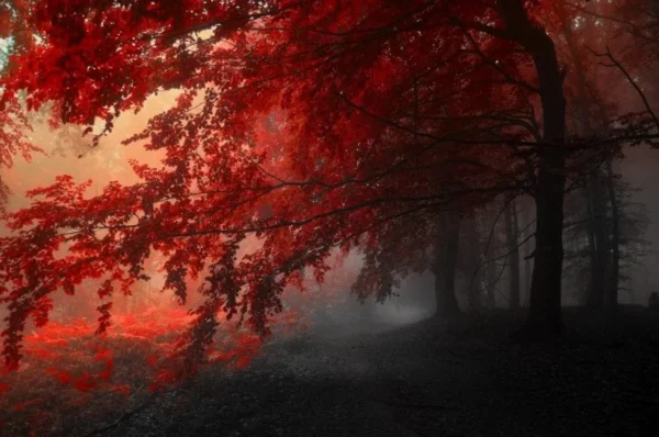 Red Autumn Tree