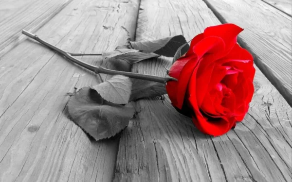 Single Red Rose