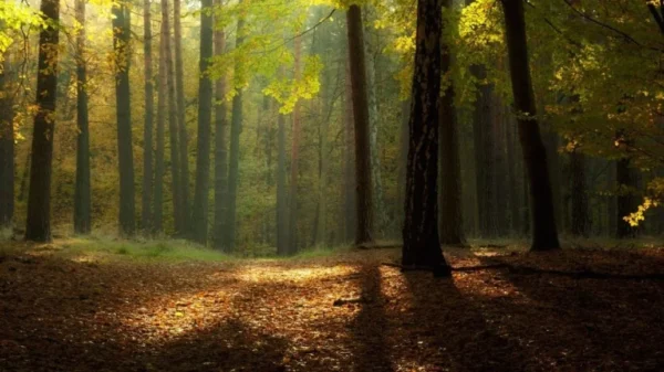 Sun rays through green forest