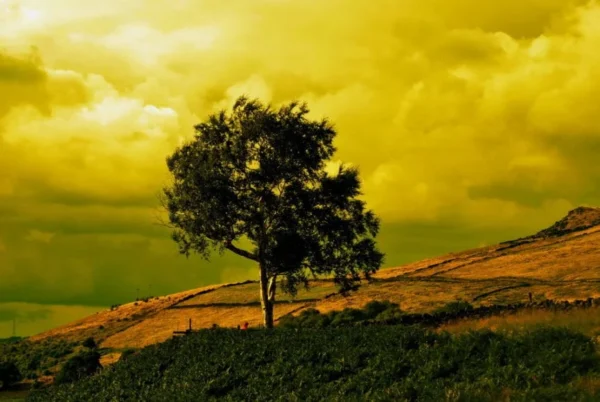 A tree under the golden sky